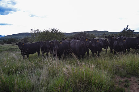 Cattle - Flying B Ranches - Davis Mountains In Far West Texas