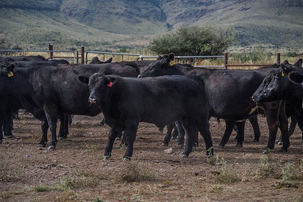 Cattle - Flying B Ranches - Davis Mountains In Far West Texas